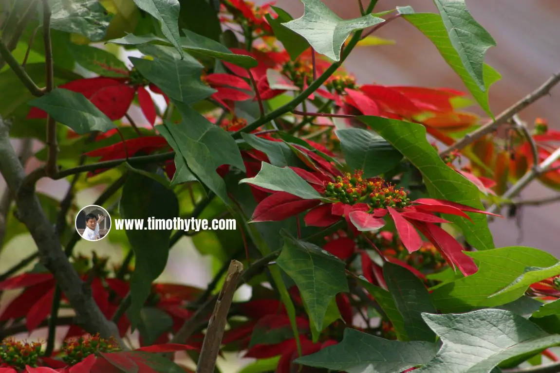 Poinsettia growing at Danau Beratan