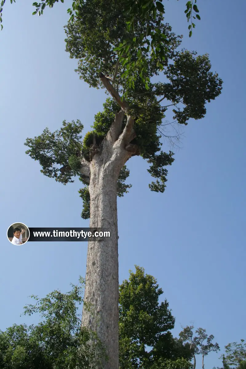 The Yang Na Tree at Wat Chedi Luang